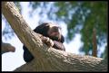 CRW_8236 Sleepy bear in a tree